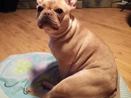 Back Leg Issue
