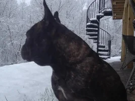 Contemplating the snow