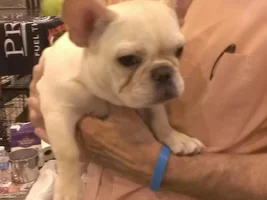 Some Frenchie eye candy
