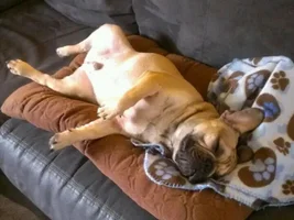 February 2014 ~ Frenchie of the Month Contest ~ ENTER HERE ~