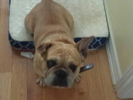 Meet Honey