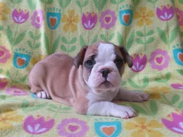 Deposit Placed - now questioning if it's full bred