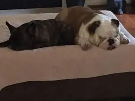 4 PAW MEMBERS!!!  Please VOTE for your favorite Sleepy Frenchies!