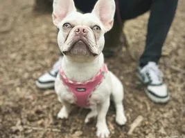 Aura the Frenchie