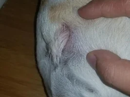 Tail Pocket Question