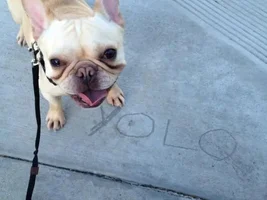 August Frenchie of the Month .... 4 Paw Members Please VOTE!