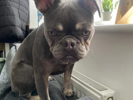 New member my dog Ivy