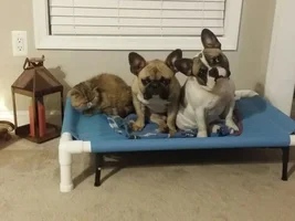 Searching for a male Frenchie adopted in February