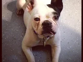 ~Miss Ellie~French Bulldog Availble for Adoption in Texas