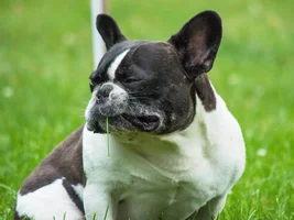 Wally's many grass eating faces