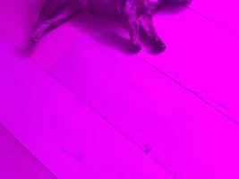 New French bulldog owner