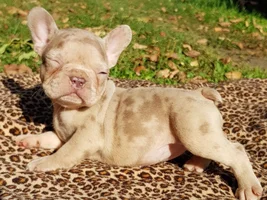 4 PAW MEMBERS!!  Please vote for your favorite LAZY FRENCHIE!!