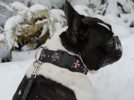 ~ENTER HERE~ January 2017 Frenchie of the Month ~ Frozen Frenchies!