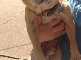 ~Bogart~French Bulldog Available for Adoption in Texas