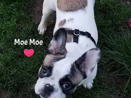~Moe Moe~Special Needs French Bulldog Available for Adoption in Oregon