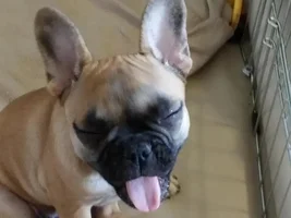 Frenchie games