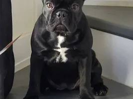 Help in choosing the right Frenchie!