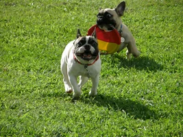 4 PAW MEMBERS!!! Please VOTE for your favorite FRENCHIE!!!