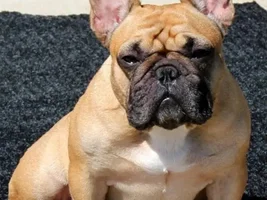 November Frenchie of the Month Contest ~ENTER HERE~