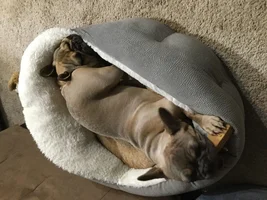Lovebirds! Let's See Those Frenchie "Couples"