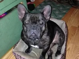 4 PAW MEMBERS!!! Please vote for your favorite Happy Frenchies!