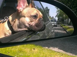 4 Paw Members, Please vote for May Frenchie of the Month!