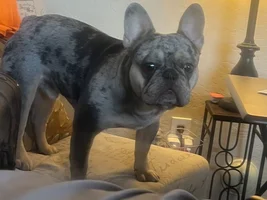 Meet Stone. He’s 2 weeks shy of being a year old.