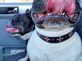 ~ENTER HERE~ September Frenchie of the Month "TOTALLY TONGUE TIED"