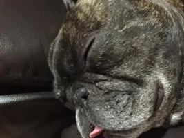 VOTE NOW!!!  August 2016 Sleepy Frenchies Contest