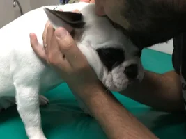 Anal Sacculectomy / Sterlization / Anesthetic freak out