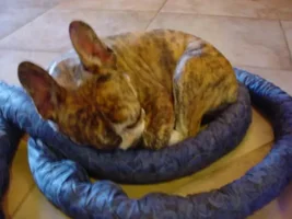 Sleeping positions........