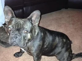 4 Paw Members, PLEASE VOTE for your favorite Turkey Legs!