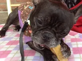 ~Maeve~French Bulldog Available for Adoption in Michigan