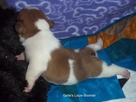 Baby Boomer AKA Louie Pictures