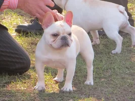 Some Frenchie eye candy