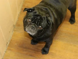 Is that a Pug?