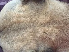 Fur on head?