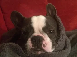 Cozy frenchies go!