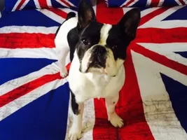 4 Paw Members VOTE NOW!  February French of the month