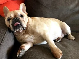 ~Rowdy~French Bulldog Available for Adoption in Illinois