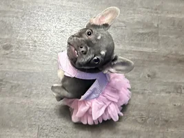 Hello I’m new my name is Roxxy And 6 months old and I love to pose for pictures