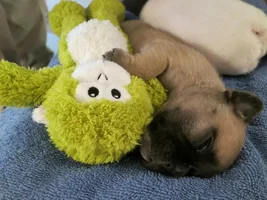 Anyone Have Pictures Of Your Frenchie's Parents???