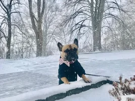 4 PAW MEMBERS!!  Please vote for your favorite HOLLY JOLLY FRENCHIES!!