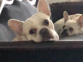 ~ENTER HERE~ March Frenchie of the Month Contest "FRENCHIE FACES"