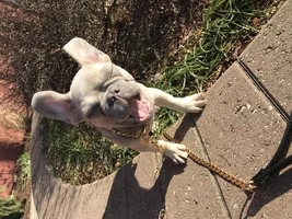 ~ENTER HERE~ April Frenchie of the Month "SMILING FRENCHIES"