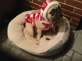 4 PAW MEMBERS!!!! Please VOTE for your favorite Frenchie TURKEY LEGS!!