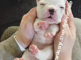 Meet my baby Frenchie, Banksy!