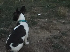 Very Small French Bulldog