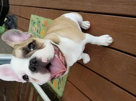 ~ENTER HERE~ *SMILING FRENCHIES* April Frenchie of the Month!