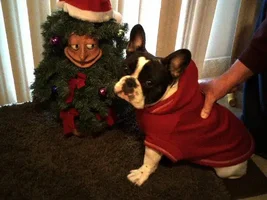 4 Paw Members, Please vote for January Frenchie of the Month!